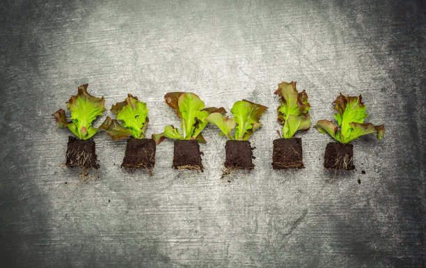 蔬菜育苗再植概念图片下载