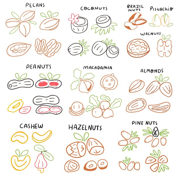 一套坚果图标。图片下载