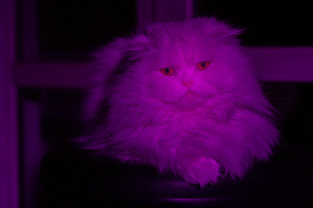 红色和紫色的光苏格兰折长毛猫和波斯猫混合Persittish kitten图片下载