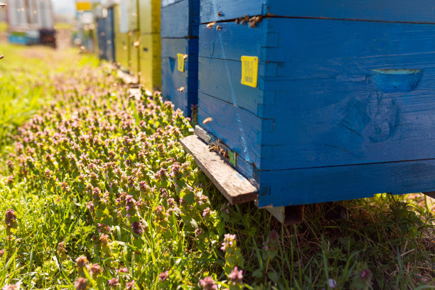 田野里的蜂箱图片下载