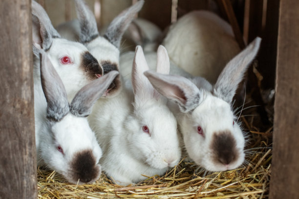 许多年轻的白兔和黑兔和它们的妈妈一起关在笼子里。生活在农场。图片下载