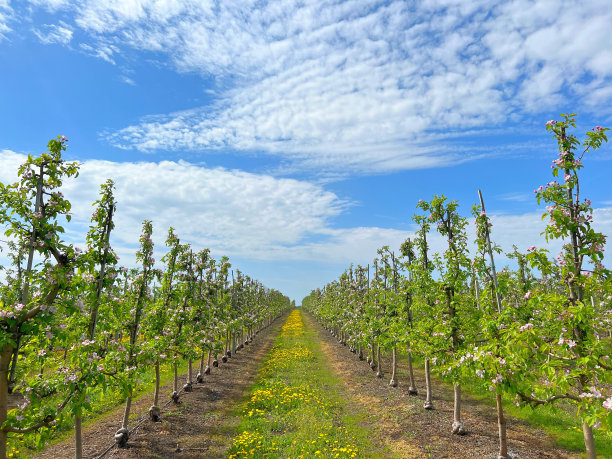 春天苹果花园开花。果园里盛开的苹果树。图片下载