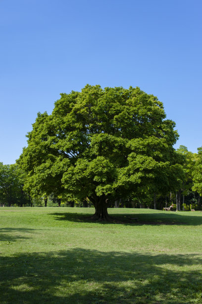 公园的树图片下载