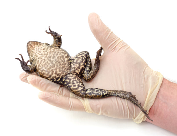 戴着手套的手抓着一只青蛙。图片下载