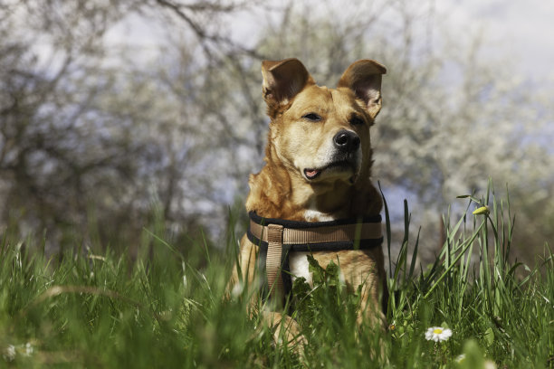 快乐的红色杂种狗戴着马具，在春花盛开的草地上放松。图片下载