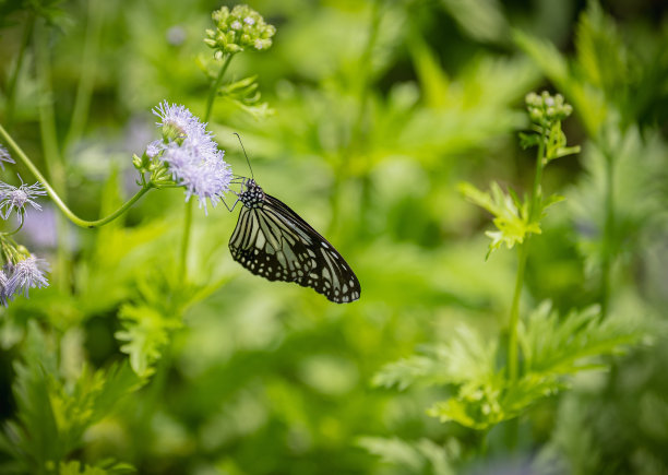 自然的蝴蝶和花在花园里图片下载