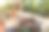 一名妇女在花园中心推着购物车为家庭庭院购买盆栽植物图片下载