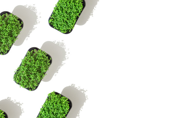 小萝卜和芝麻菜在白色背景下的塑料盒中发芽。种子发芽。概念健康的生活方式和饮食，有机食品，超级食品。俯视图模式，复制空间。图片下载