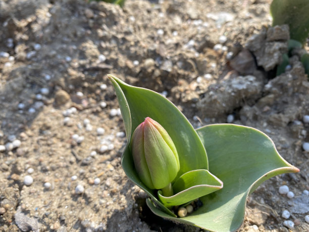 花园里的红色郁金香花蕾和绿色的叶子图片下载