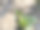 花园里的红色郁金香花蕾和绿色的叶子图片下载
