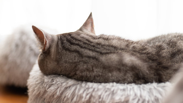 睡觉的猫图片下载