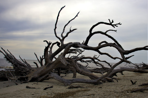 浮木海滩图片下载