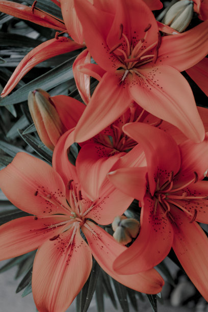 盛开的图片下载