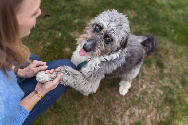 可爱的宠物狗与主人握手图片下载