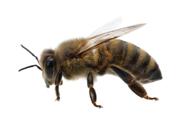 在拉丁语Apis Mellifera中蜜蜂或蜜蜂的细节，在白色背景上孤立的欧洲或西方蜜蜂，金色蜜蜂。图片下载