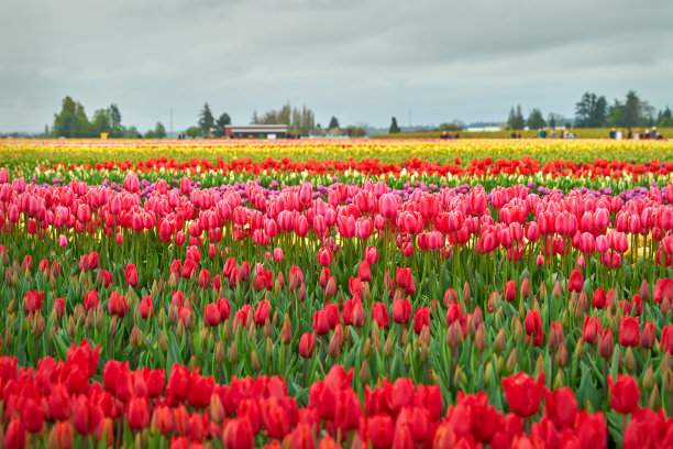 华盛顿州的五彩郁金香节图片下载