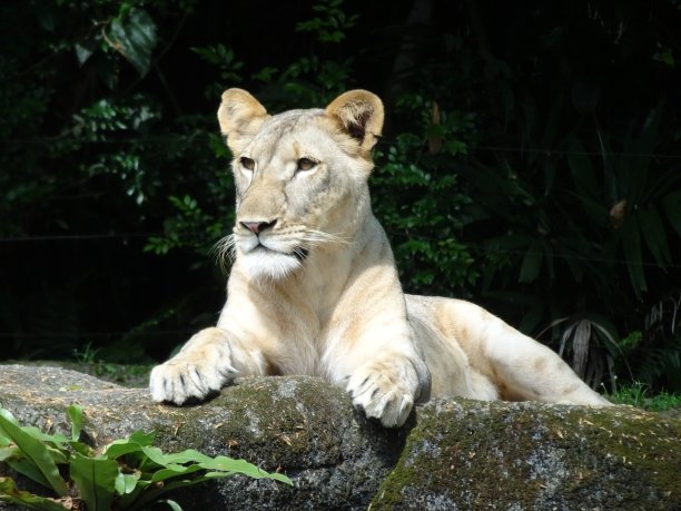 新加坡动物园的狮子图片下载