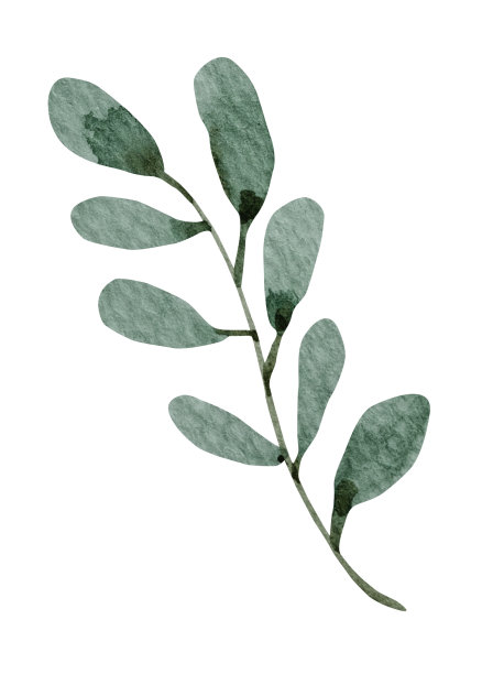 绿叶水彩在白色的背景图片下载