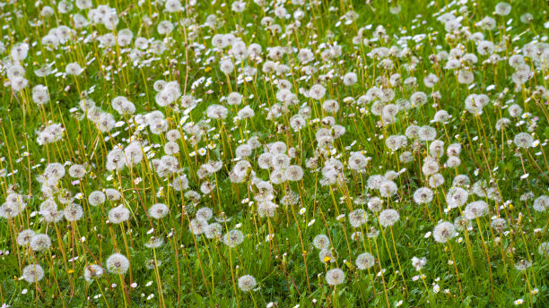 蒲公英的田野，绿油油的小草图片下载