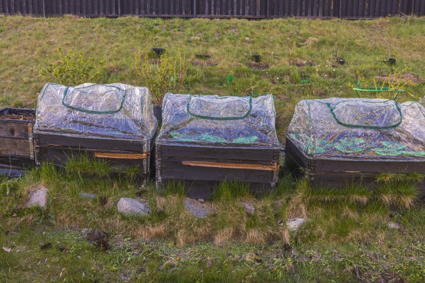 私人花园内部的观点与托盘山上覆盖塑料温室种植草莓。瑞典。图片下载