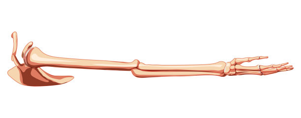 上肢带肩带手臂骨骼人体侧面图。解剖学正确的现实平面自然颜色的概念向量插图解剖孤立在白色背景图片下载