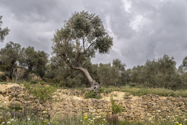 橄榄树景观图片下载