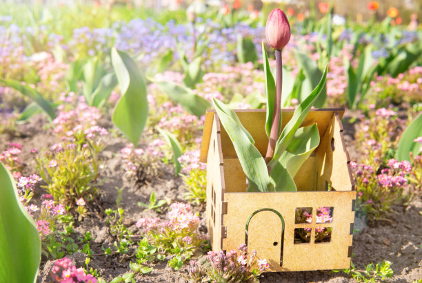 室外胶合板房子里的花模型图片下载