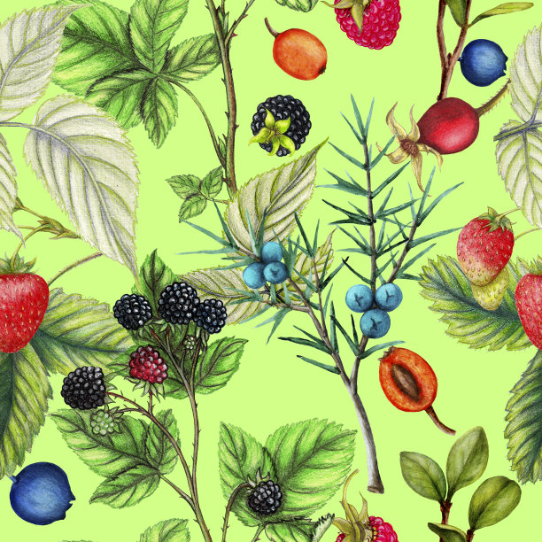 手工绘制的浆果的植物学重复图案图片下载