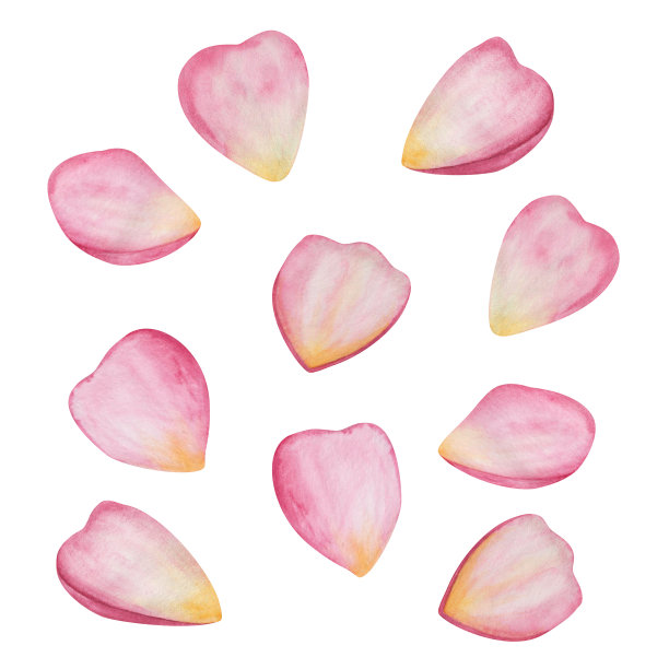 手绘的粉红色和黄色玫瑰花瓣不同形状的水彩插图。花剪辑艺术。花为春，夏图片下载