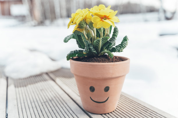 家里的花，植物黄色报春花，报春花在陶瓷花盆在公园的长凳上。春天来了。告别冬天,你好阳光,自然。阳光温暖的一天。幸福的笑脸，眼睛，嘴巴。有趣的概念。走在户外图片下载