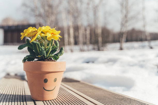 家里的花，植物黄色报春花，报春花在陶瓷花盆在公园的长凳上。春天来了。告别冬天,你好阳光,自然。阳光温暖的一天。幸福的笑脸，眼睛，嘴巴。有趣的概念。走在户外图片下载