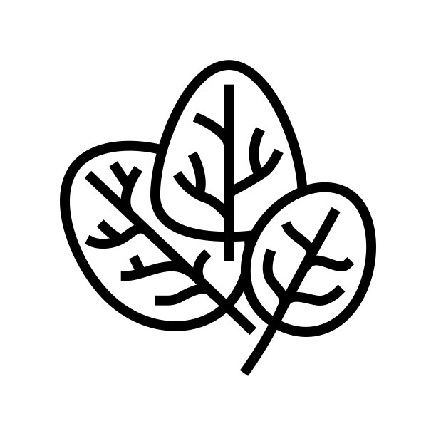 菠菜植物线图标矢量插图图片下载