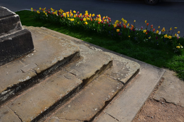 郁金香和蓝壶花形成的草地图片下载