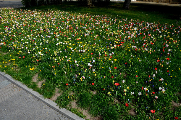 郁金香和蓝壶花形成的草地图片下载