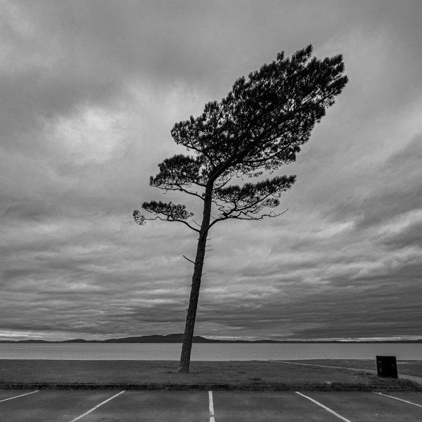 随风弯曲图片下载