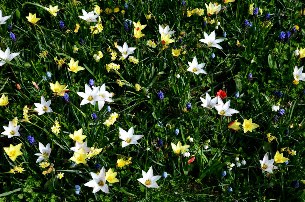 郁金香和蓝壶花形成的草地图片下载