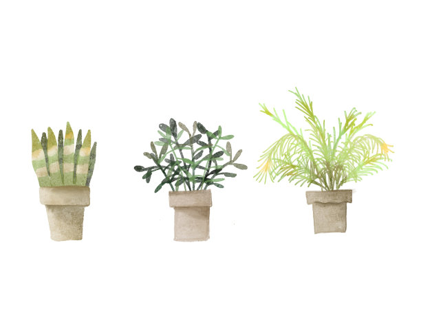 水彩植物装饰与花盆上的白色背景图片下载