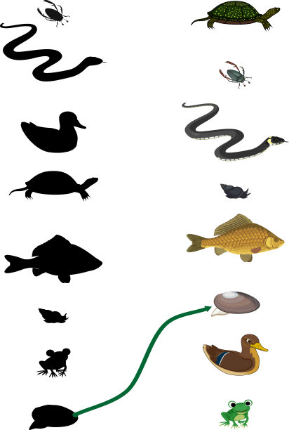 找到合适的颜色。教育儿童配对游戏与生活在池塘孤立的白色背景卡通动物图片下载