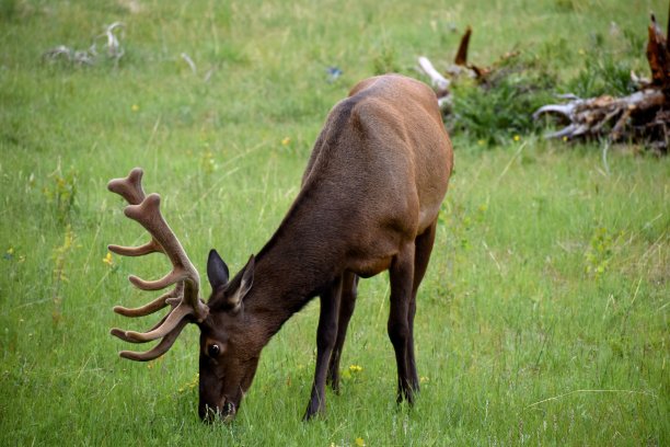 落基山国家公园的雄鹿图片下载