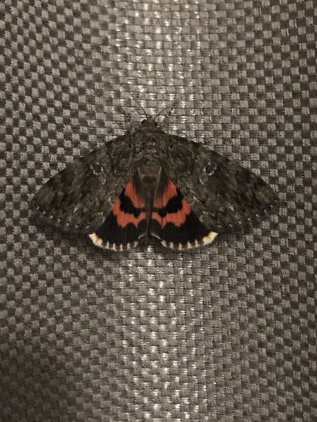 蝴蝶或蛾子图片下载