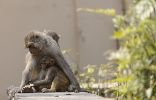 森林里的恒河猴或印度猴图片下载