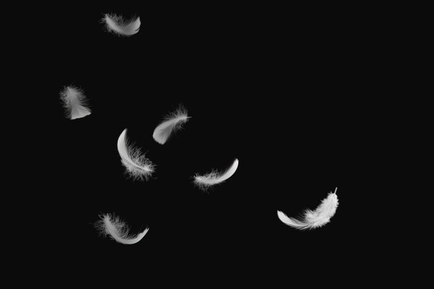 白色的羽毛在空中飘落。黑色背景上的天鹅羽毛。下来的羽毛。图片下载