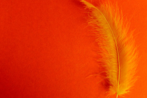 红色背景上的黄色空中鸟羽图片下载