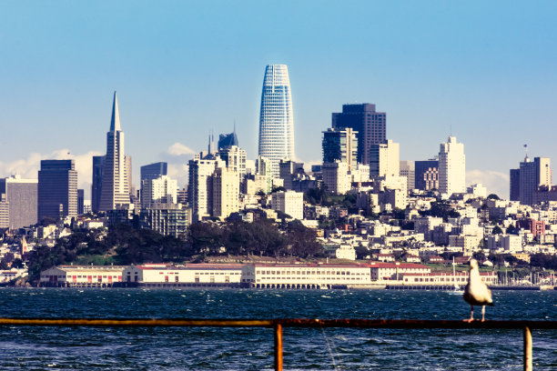 旧金山湾的海鸟图片下载