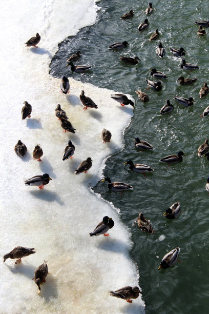 在冬天阳光明媚的日子里，鸭子和鸭子在水里游泳图片下载