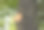 在夏天砍树枝。夏季修剪树木，除去绿叶大树枝和患病的树枝。图片下载