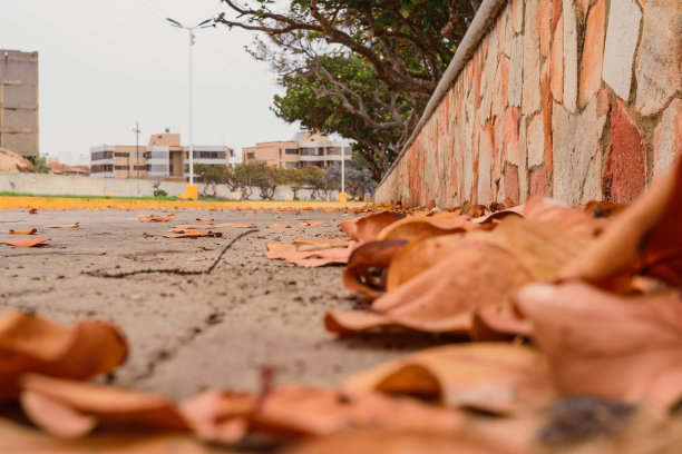 照片上是一条水泥小路，鹅卵石痕迹和落叶堆积在一边，尽头是灰色的，中间是红色的。这条路来自海滩上的一条林荫大道。你可以看到树，滑动的混凝土长凳，树木，地平线，道路，r图片下载