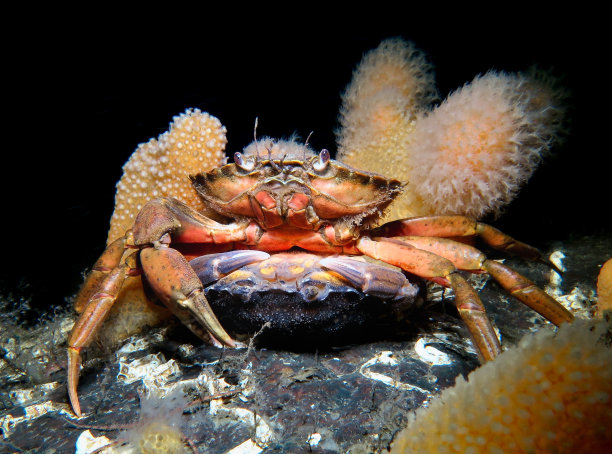在水中交配图片下载