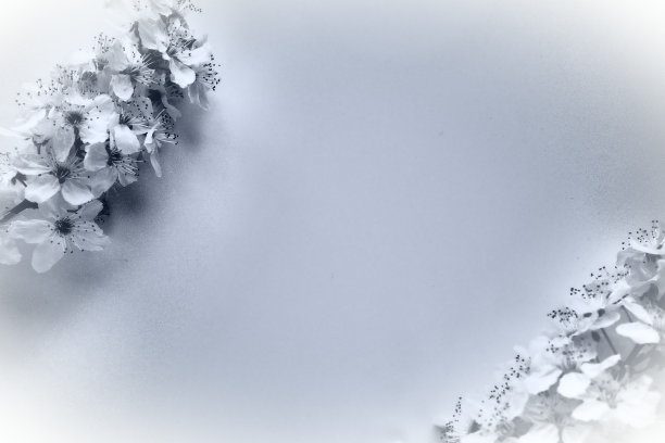 鸟樱桃，樱桃或甜樱桃的花朵和复制空间的中间。春天的花朵和抽象的背景。两根长着许多花的树枝。黑白照片。明信片的文本。图片下载