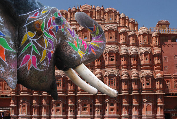 大象和斋浦尔的哈瓦Mahal图片下载